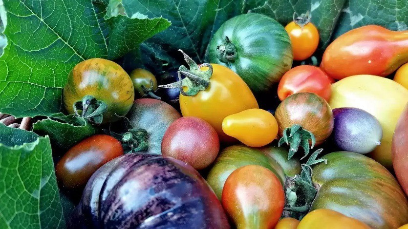 Több ezer paradicsomfajta létezik. Kísérletezzünk velük bátran a hobbikertben is! Fotó: MÁS Kert 