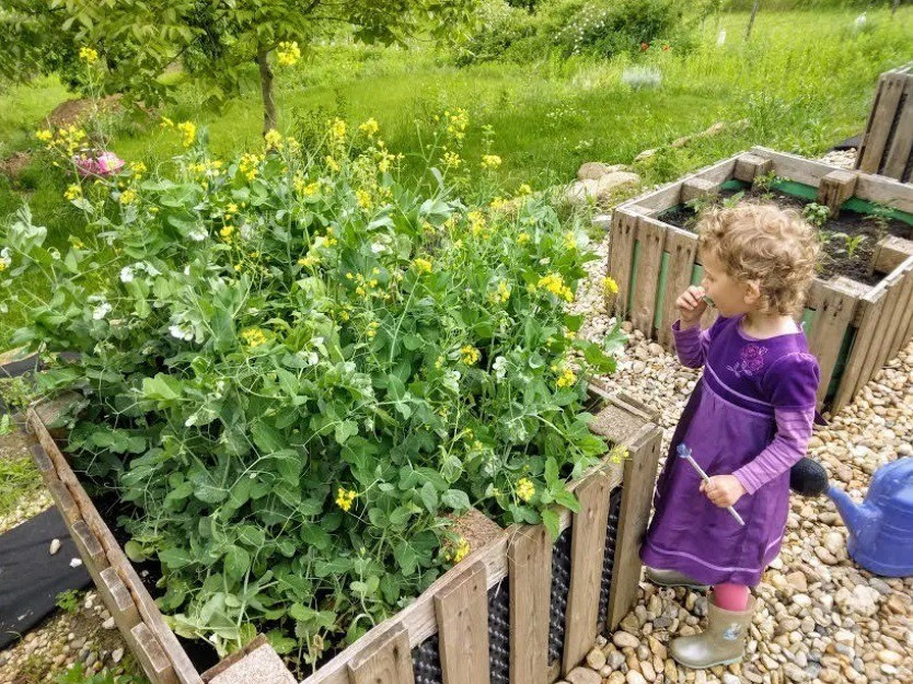 A borsó a legkorábban vethető zöldségnövényünk. A levele is ízletes csemege! Fotó:  MÁS Kert 