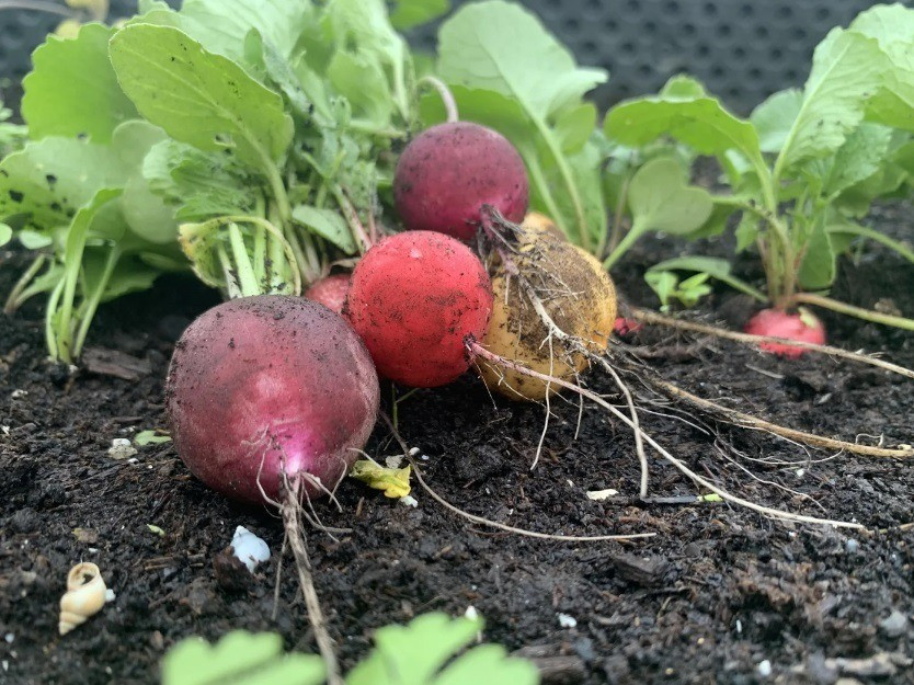 A március végén vetett retek legkésőbb májusban fogyasztható. Fotó:  MÁS Kert 