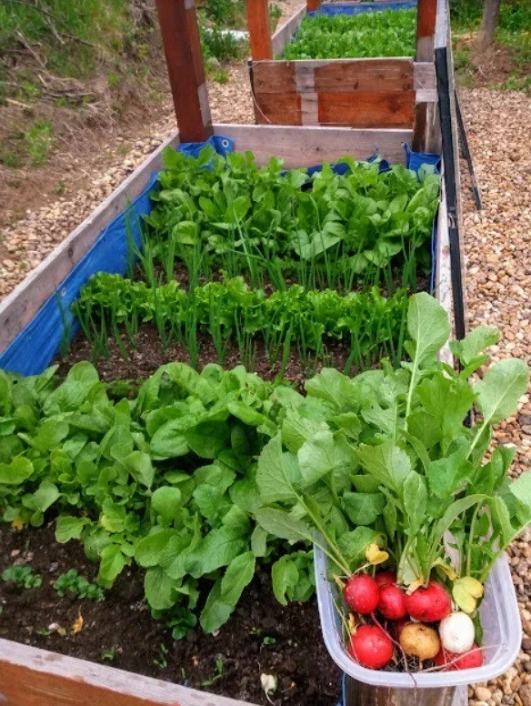 Vegyeskultúra a magaságyásban tavasszal: váltakozó sorokban retek, spenót, répa, hagyma, saláta Fotó:  MÁS Kert 