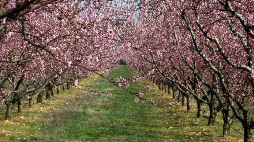 Egy komolyabb fagy az egész évi termést elviheti.