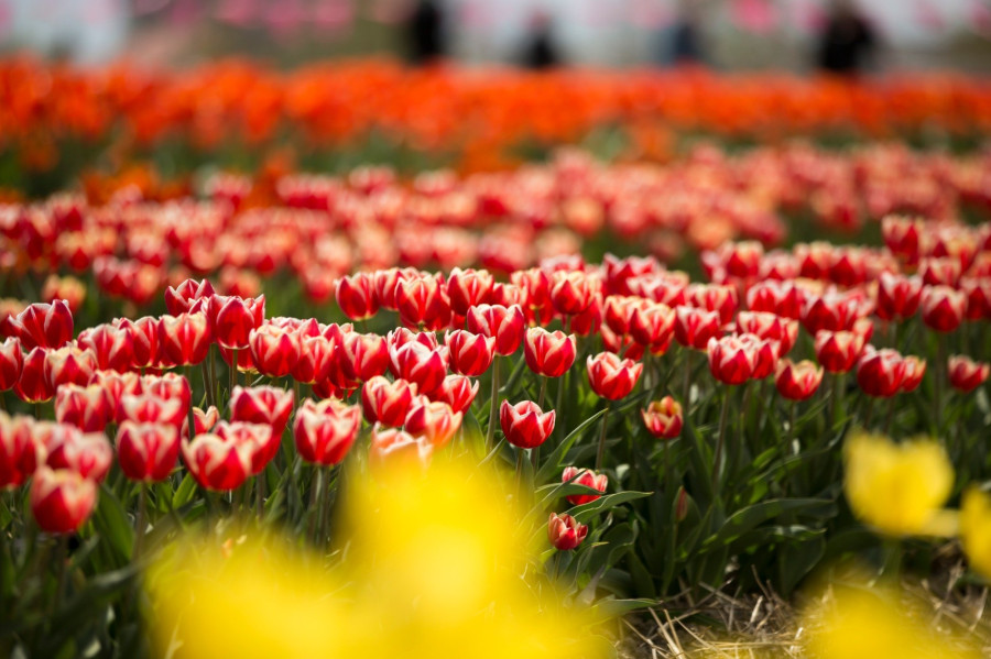 Fotó: TulipGarden Győrladamér Facebook