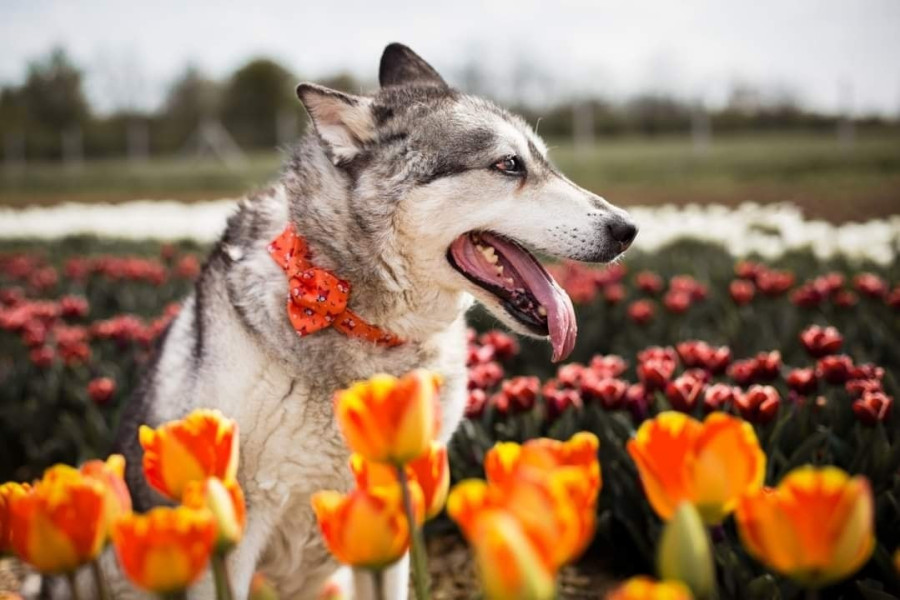 Fotó: TulipGarden Vát Facebook