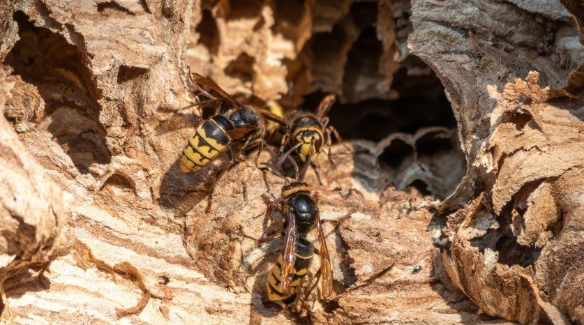 Lódarázsfészek és lakói