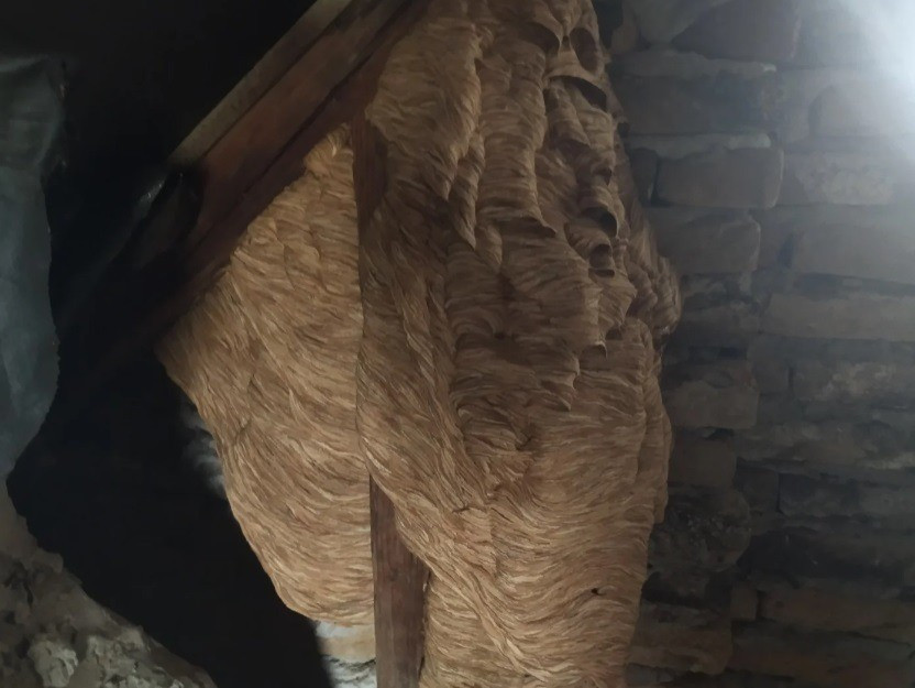 Lódarázsfészek télen Fotó: Schüller Márton Imre