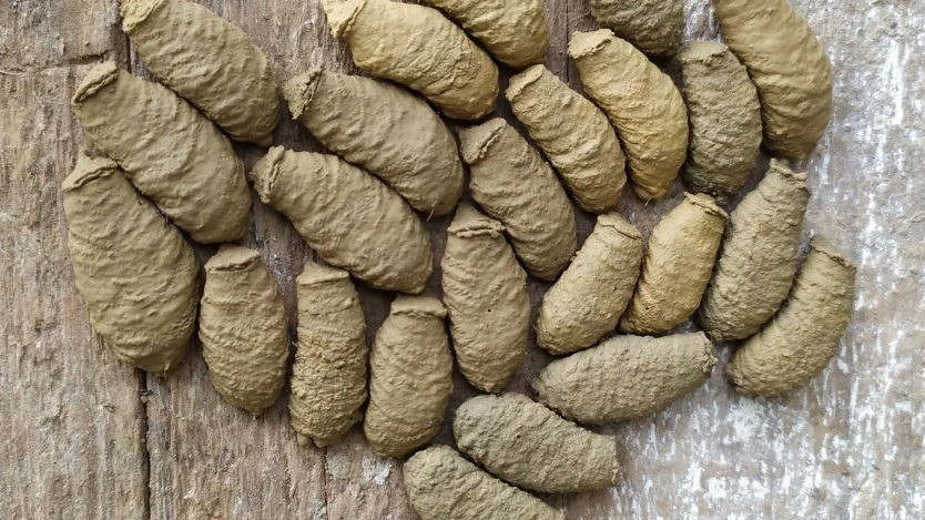 A fazekas darázs fészkei