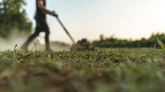 A talajon hagyott vágott fű jó mikrokörnyezetet biztosít (kép: Canva)