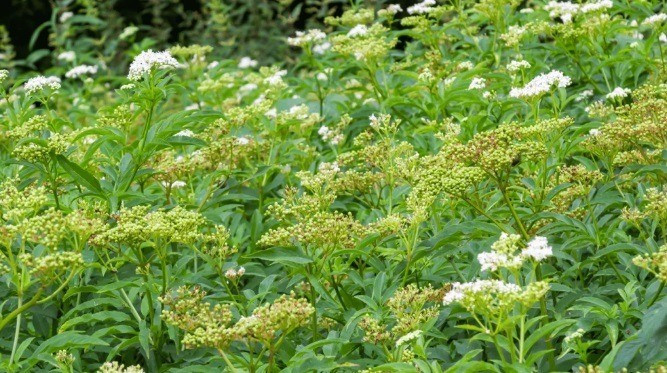 A gyalogbodzát nehéz összetéveszteni a fekete bodzával, ha tudjuk, mire kell figyelni
