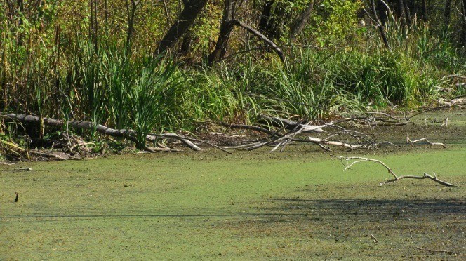 Eltűnnek a békák számára élhető területek.