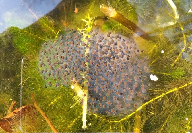 Erdei béka petecsomója.