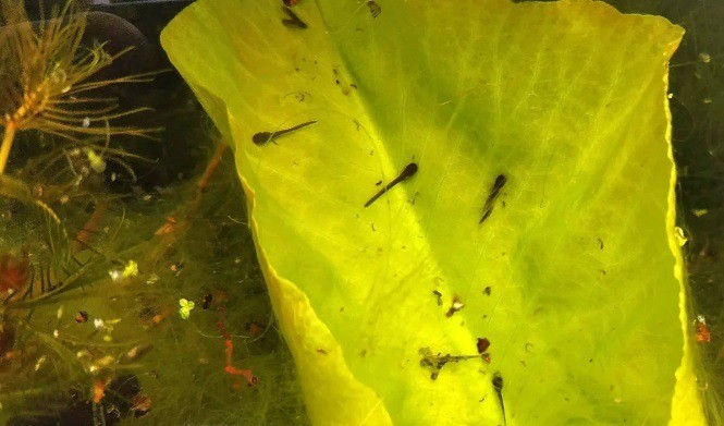 Aprócska ebihalak pihennek a vízitök kibontakozó levelein.