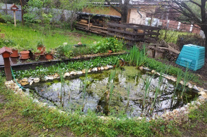 Kétéltűek számára készült, ideális kerti tavacska, dús növényzettel és sok búvóhellyel a tó körül