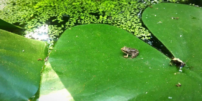 Az ebihalak túlnyomó része ragadozók áldozata lesz, csupán néhány szerencsés kisbéka éli meg az átalakulást, de ez így természetes.