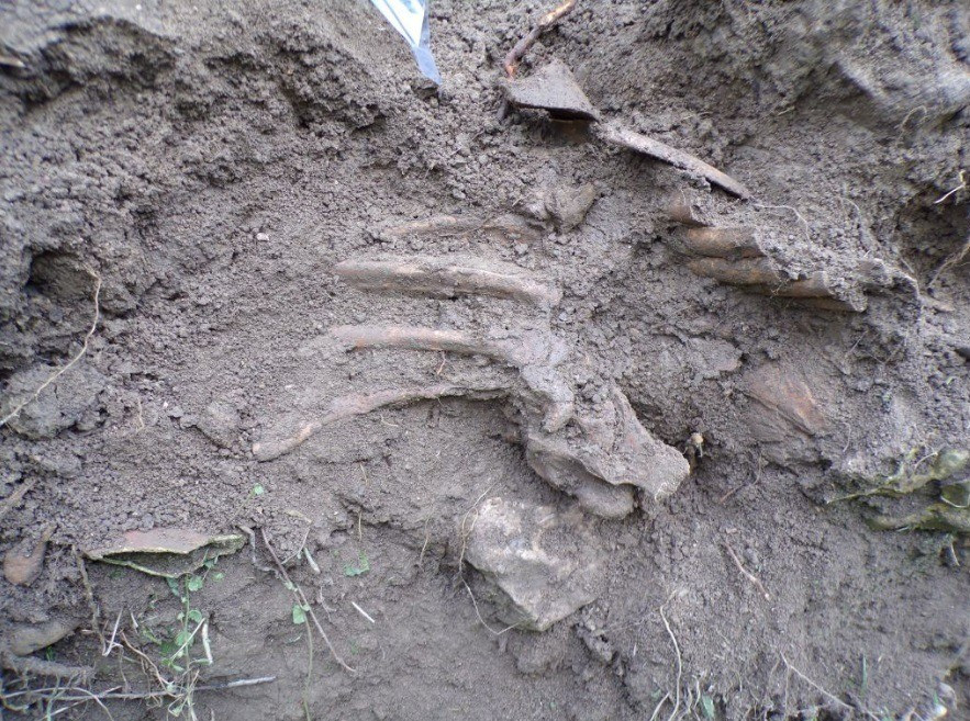 Képek forrása: veol.hu