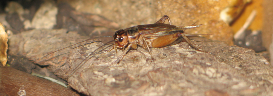 A házi tücsök elfogyasztását sem tiltja az EU