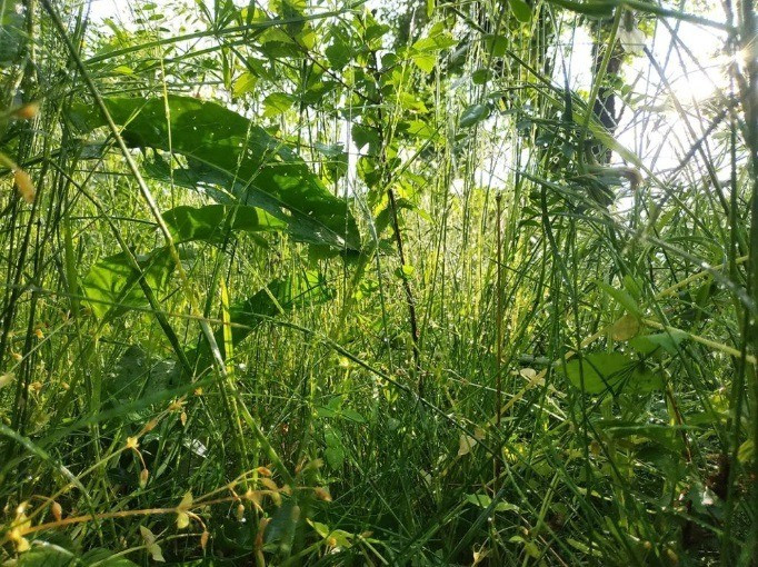 A nyíratlan, fajgazdag gyep egy csodás, életteli minierdő. Fotó: Kántás Zoltán