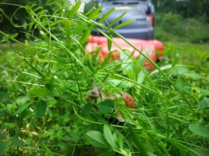 Vajon a fűnyíró áldozata lesz ez a csiga? Fotó: Kántás Zoltán