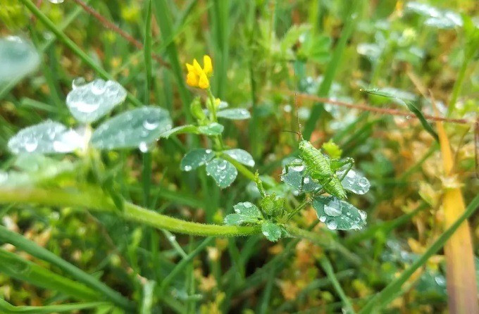 Nehéz észrevenni a képen az apró szöcskét, ugye? Fűnyírás közben gyakorlatilag lehetetlen. Fotó: Kántás Zoltán