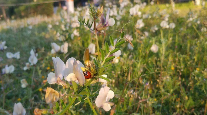 Az egyre ritkuló hétpettyes katica itt épp az őshonos bükkönyön kutat levéltetvek után. Az állandó gépi kaszálás őt is veszélyezteti.   Fotó: Kántás Zoltán