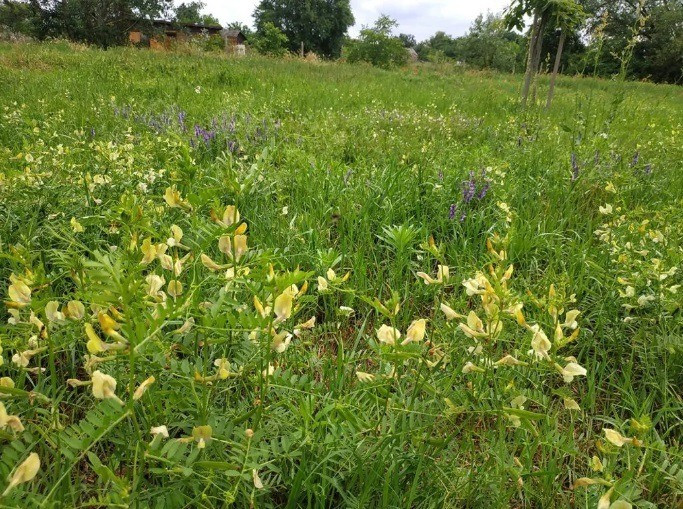 Sokak szemében ez elhanyagolt, gazos terület. De valójában ez egy mással nem pótolható csodálatos élettér a vadméhek, lepkék, katicák és egyéb ízeltlábúak számára, mely biztosítja a fennmaradásukat. Fotó: Kántás Zoltán