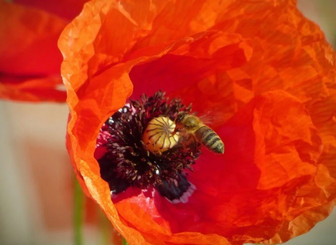 A pipacs elszórja a magvait nyár közepéig, utána az élete véget ér, ezért a júliusi végén történő kaszálás nem károsítja. Fotó: Benke Gyula