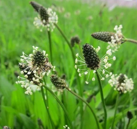 A lándzsás útifű magja, augusztustól októberig szedhető.