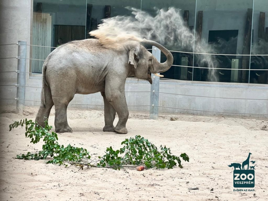 Bully immáron Veszprémben