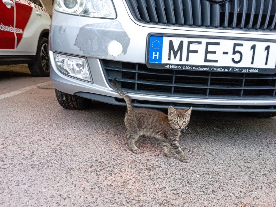 Fotó: Katasztrófavédelem