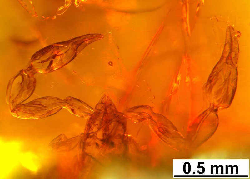 Az álskorpió-zárványt tartalmazó ajkait-darab FORRÁS: NOVÁK JÁNOS