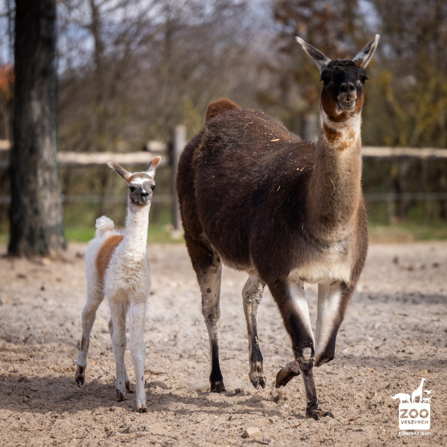 Fotó: Kovács Bálint / Veszprémi Állatkert