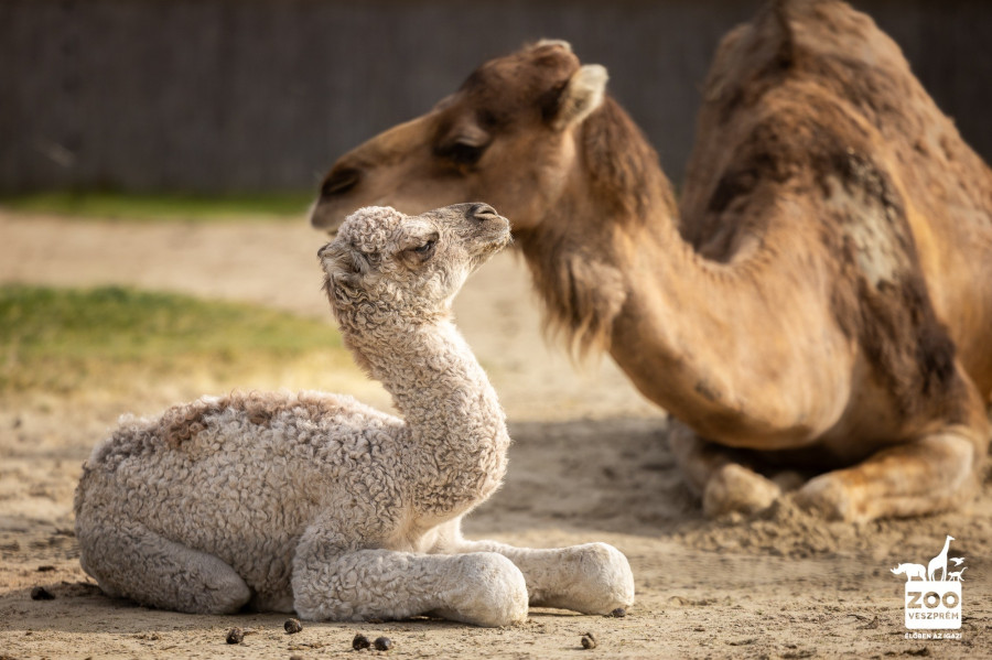 Fotó: Kovács Bálint / Veszprém Zoo