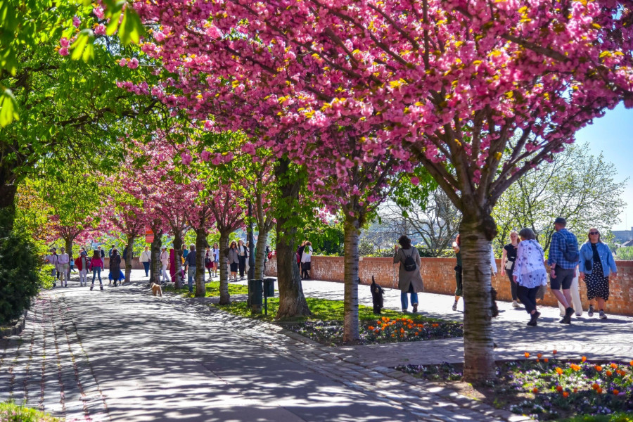 Tóth Árpád sétány / Fotó: Főkert Facebook oldala
