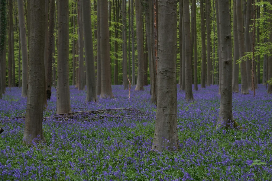 Fotó: Ieva Brinmane/Unsplash
