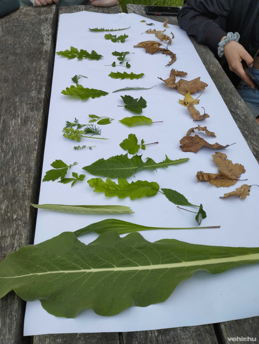 Növénymeghatározás testközelből