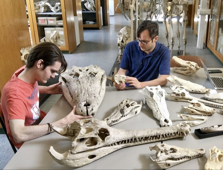 A tanulmány szerzői közül ketten, Jules D. Walter (balra) és Dr. Rabi Márton (jobbra) ma élő krokodilok koponyáit tanulmányozzák, köztük rekordméretű egyedekét a Tübingeni Egyetem Zoológiai Gyűjteményében. (Fotó: Rabi Márton)