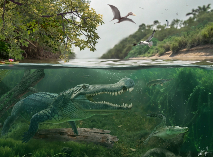 Késő kréta interakció Észak-Amerika beltengeréhez kapcsolódó vizes élőhelyén: balra a Deinosuchus riograndensis, jobbra pedig egy korai alligator-féle. (Illusztráció: Szabó Márton)
