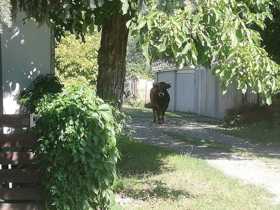 Fotó: Fejér vármegyei rendőrség Facebook