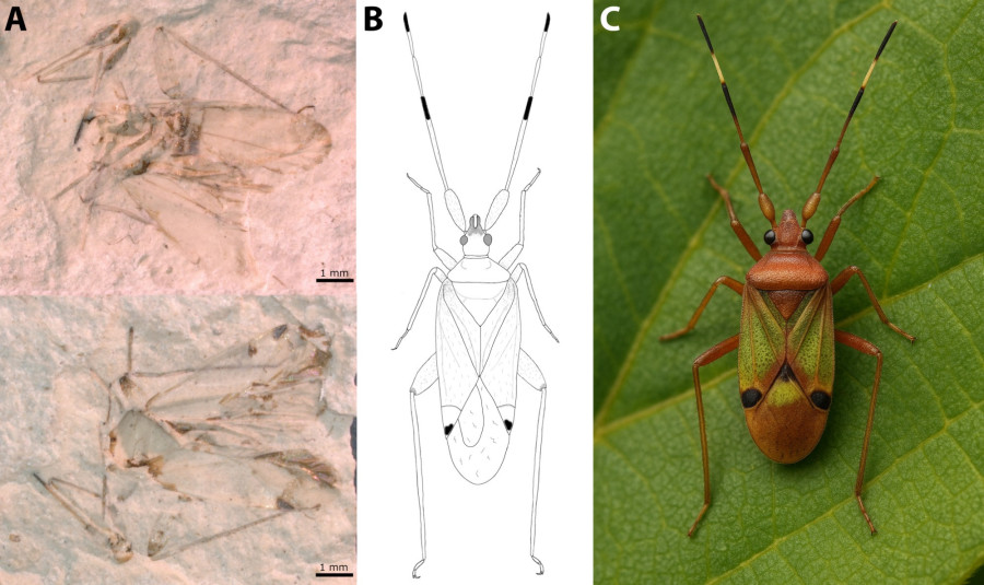 Az illusztráción: A: a pulai őspoloska, a Pulafulvius pliocenicus maradványa. B: A példány habitusrajza. C: Az új faj mesterséges intelligenciával készített rekonstrukciója.