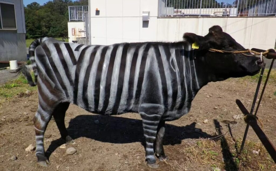 Fotó: Aichi Agricultural Research Center