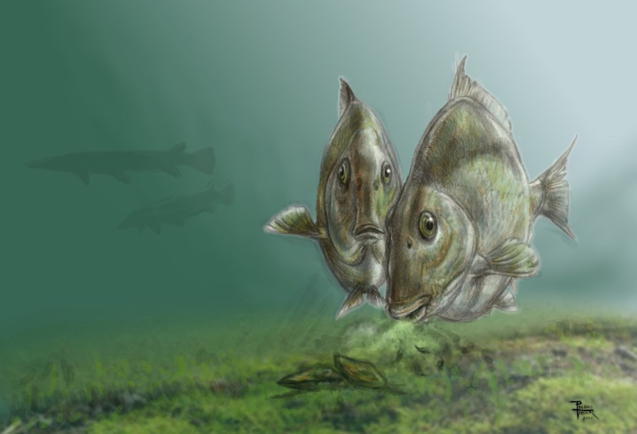 Grafika: Pecsics Tibor / Magyar Dinoszaurusz-kutató Expedíció