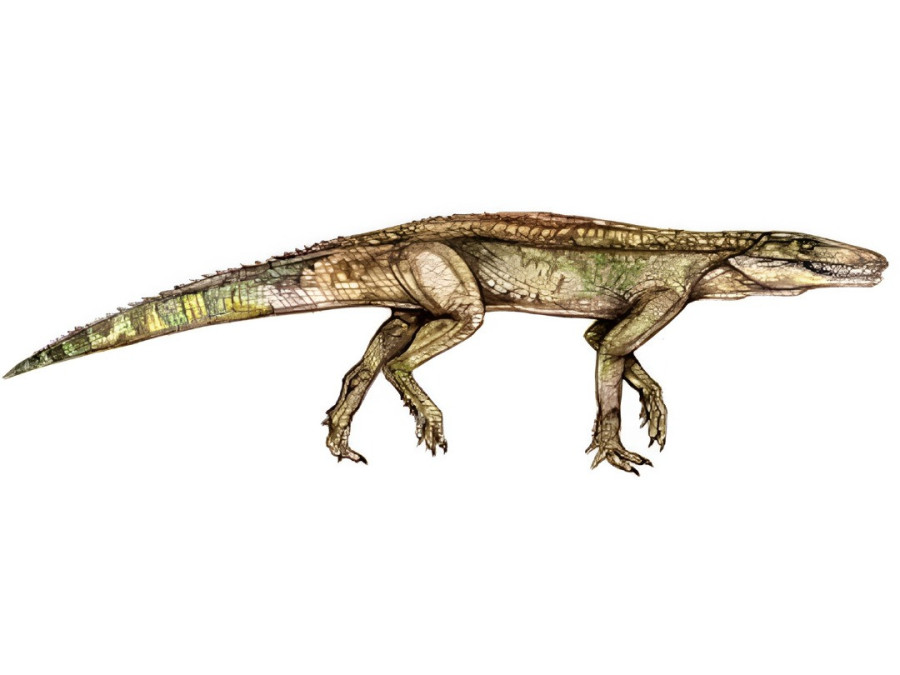 Illusztráció: Pecsics Tibor / Magyar Dinoszaurusz Alapítvány