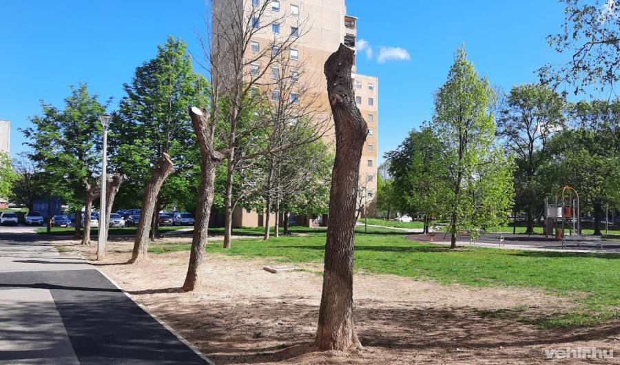 A megmetszett ostorfák