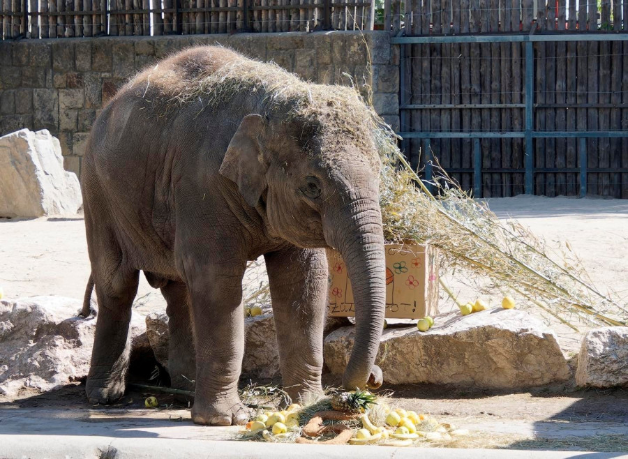Fotó: Fővárosi Állat- és Növénykert